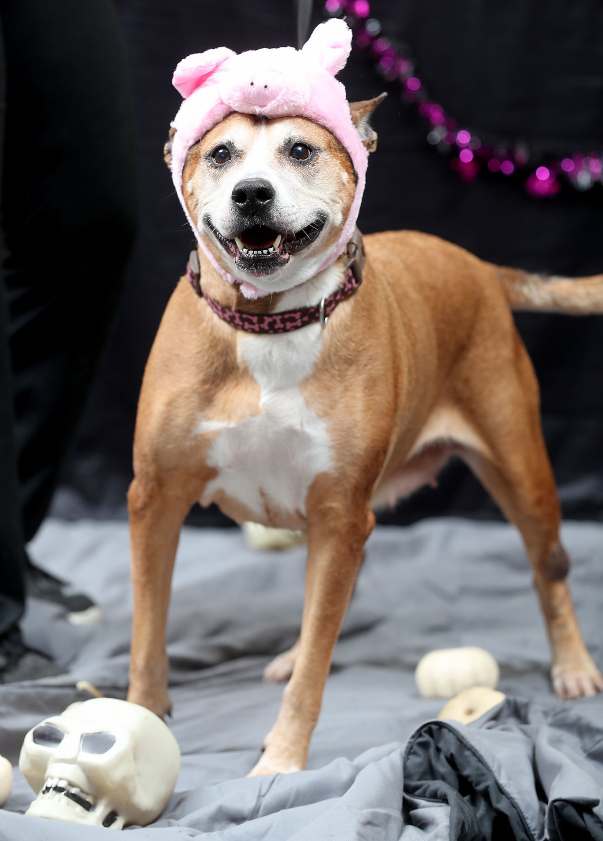 102119bp-dogs-of-halloween-07